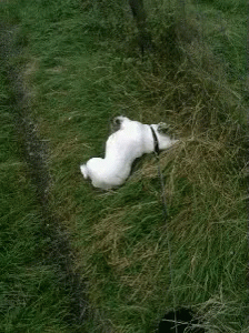 a white cat is in the green grass