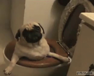 a pug dog sitting on a toilet seat inside a bathroom