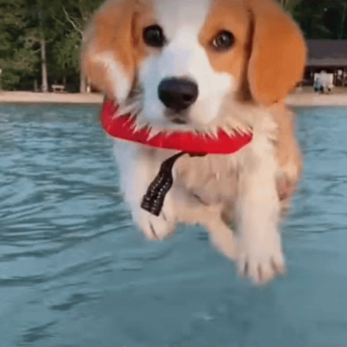 a white dog runs through water with a blue frisbee