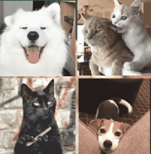 a collage of four different pictures of dogs and cats
