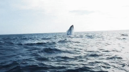 a whale jumps out of the water