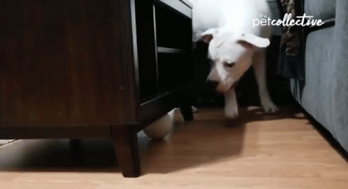 the dog is biting into the drawer of the dresser