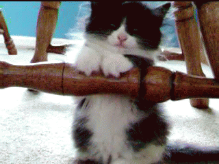 a cat playing with an iron pipe on the ground