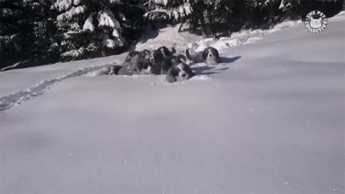 a snowboarder does a flip while going down a hill