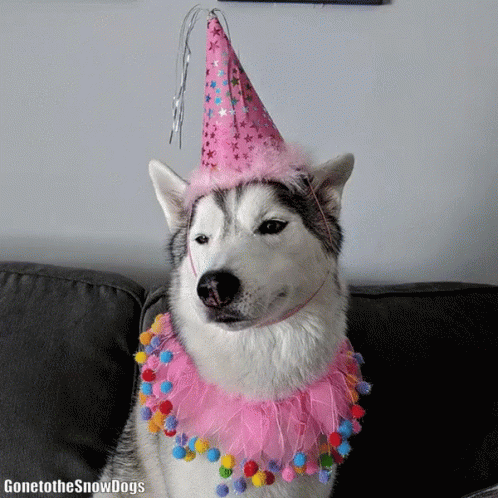 a husky dog wearing a purple hat with colorful decorations