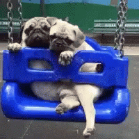 two dogs are riding on a swing together
