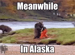 there are bears in the water with the caption meanwhine in alaska