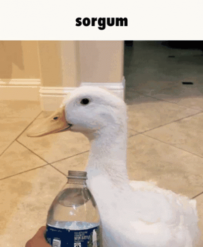 a duck with some sort of bottle in it's mouth