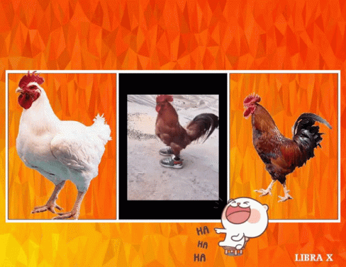 the image shows some chickens and roosters that are colored white