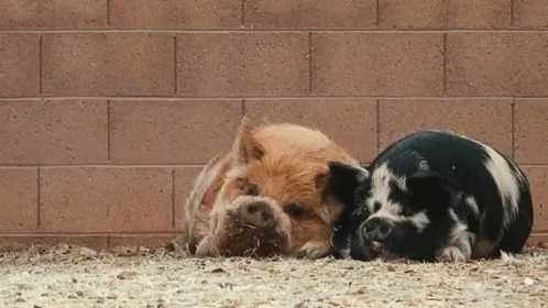 two pigs stand in their enclosure, and are nuzzling one another