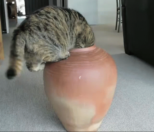 cat laying on a vase in an apartment