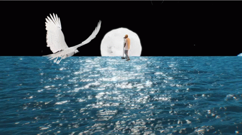 two birds flying over water with a person looking at it