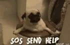 a small pug sitting inside a toilet and a text that says, so send help