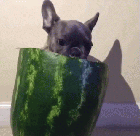 the dog is peeking from behind a large watermelon