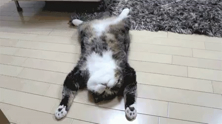 a cat rolling around on a white floor