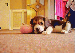 a dog laying on the floor with a stuffed animal in front of him