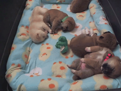 some baby animals laying around on a blanket