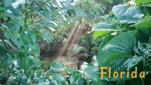 the words florida on a po of a river in the forest