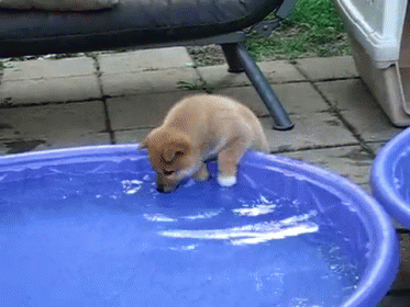 a baby blue cat standing in a bowl outside
