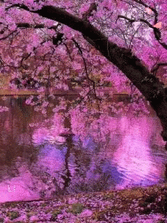 trees with colorful flowers along side a river