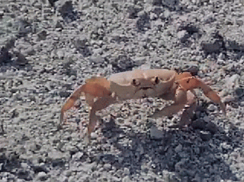 a blue crab walking through the dirt