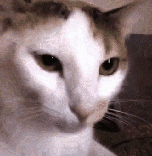 a white cat staring at the camera, blurry