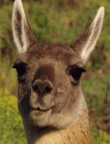an image of a close up of a lama