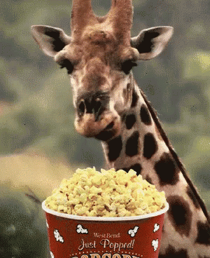 a giraffe next to blue treats in a bucket