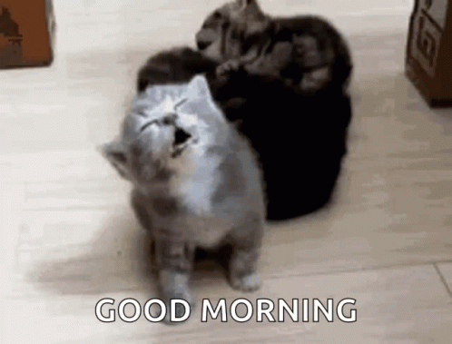 a cat has been sitting behind a kitty with a text below that reads good morning