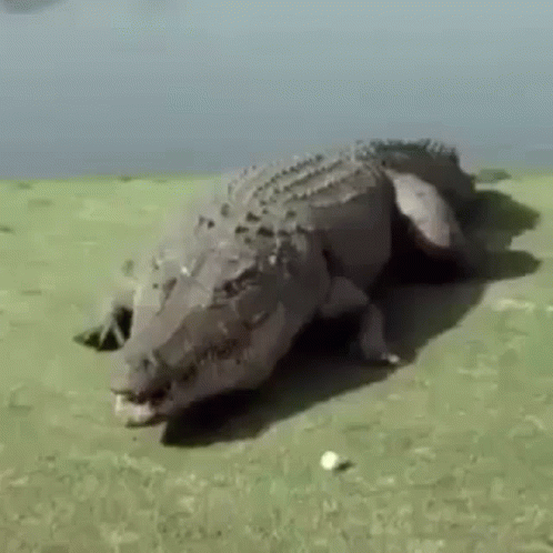 this big crocodile was left on the ground with a lot of sand