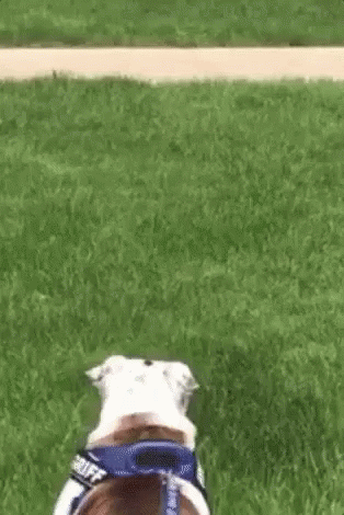 a dog is outside in the grass wearing a helmet