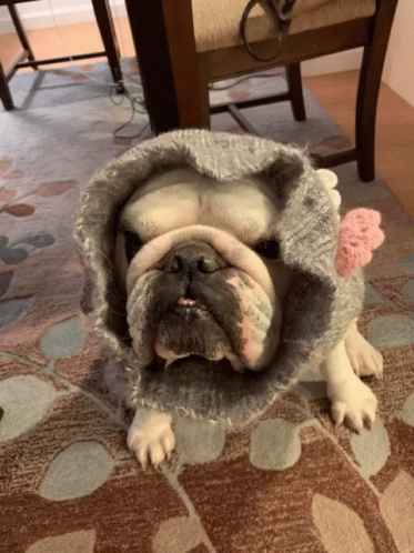 dog wearing a coat sitting on the floor
