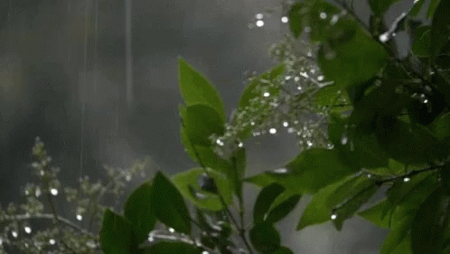 a rain shower in the sky with green leaves