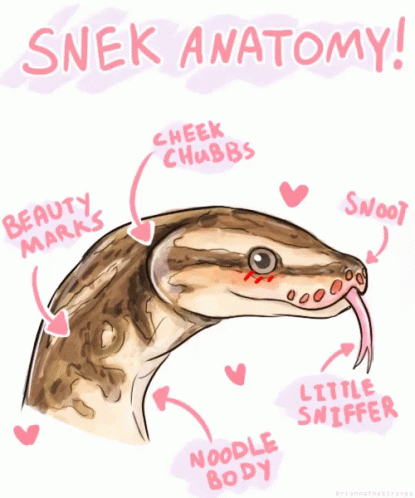 a picture of an anatomy snake that is in purple and green lettering