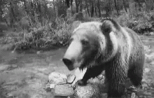 black and white pograph of brown bear playing in water