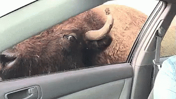 an animal hanging out the window of a car