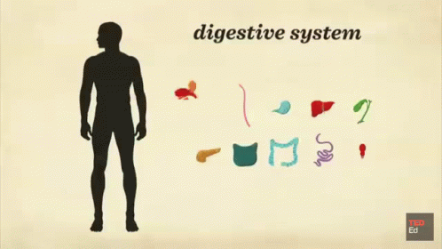 there is a figure and an image of the digest system