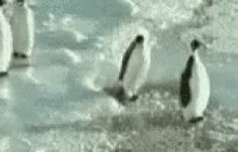 three penguins are swimming in the water at the beach