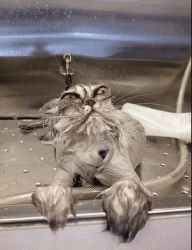 a gray cat is washing its head in the sink