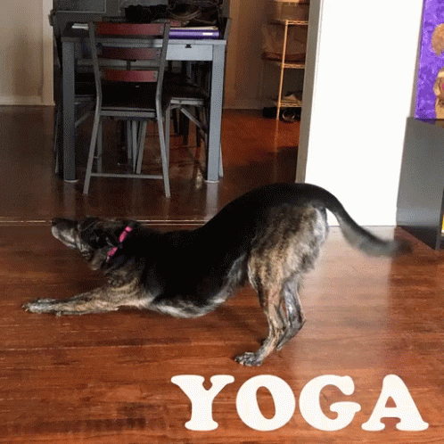 a dog on the blue yoga mat with words