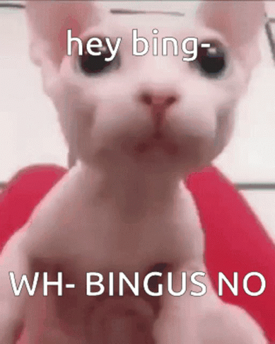 a white cat with the words hey bing - wh - bagus no