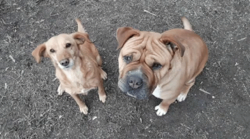 two dogs look like they are blue in color
