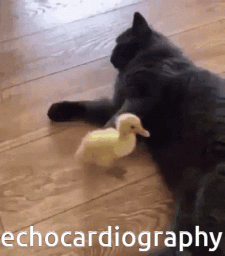 there is a black cat that is playing with a white duck
