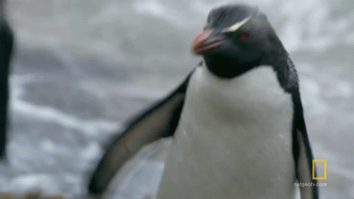 an image of a penguin walking in the sand