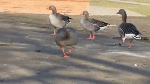 the ducks are standing close to each other
