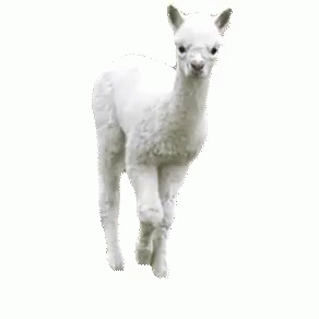 a baby alpaca is standing in the snow