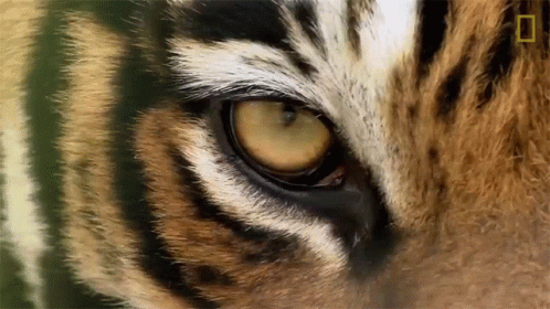 a close up view of a tiger's eye