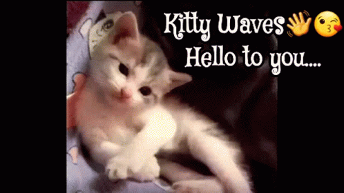 kitten playing with itself on a blanket saying kitty waves hello to you