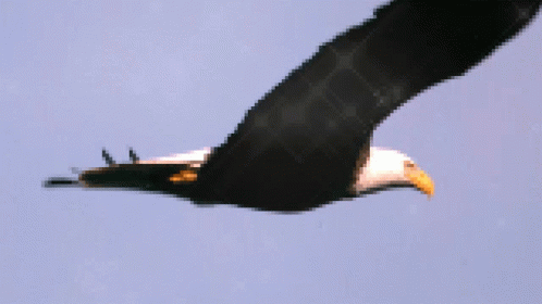 a close up of an eagle flying with the sky in the background