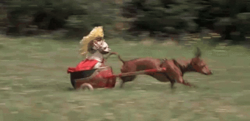 a dog wearing an elaborate outfit running behind a person